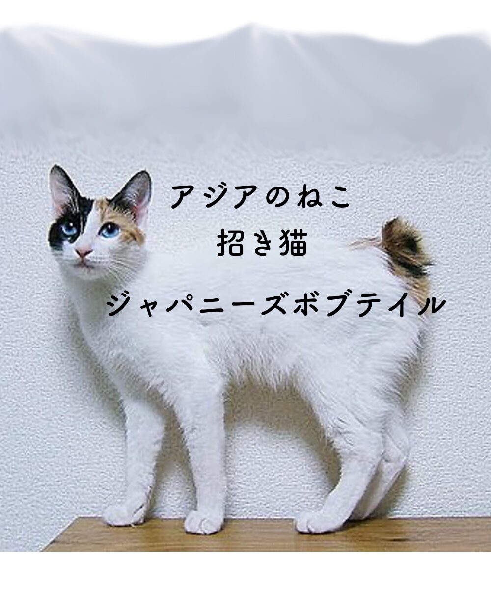 アジアのねこジャパニーズボブテイル