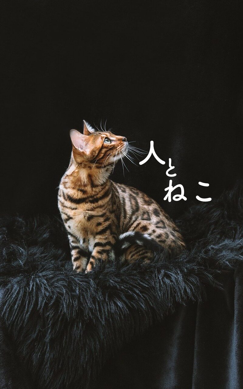 人とねこ