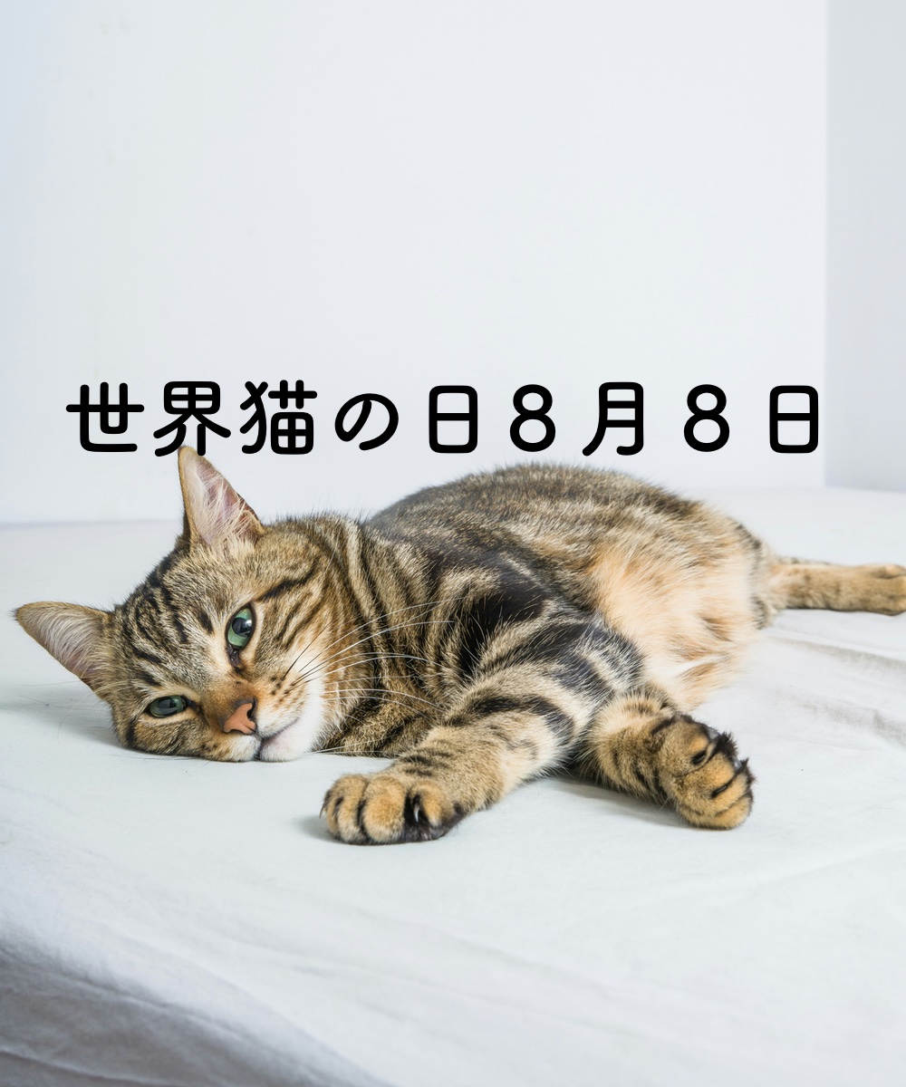 世界猫の日